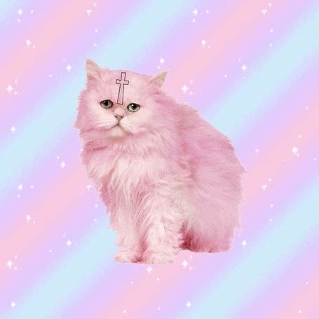 pink cat gif